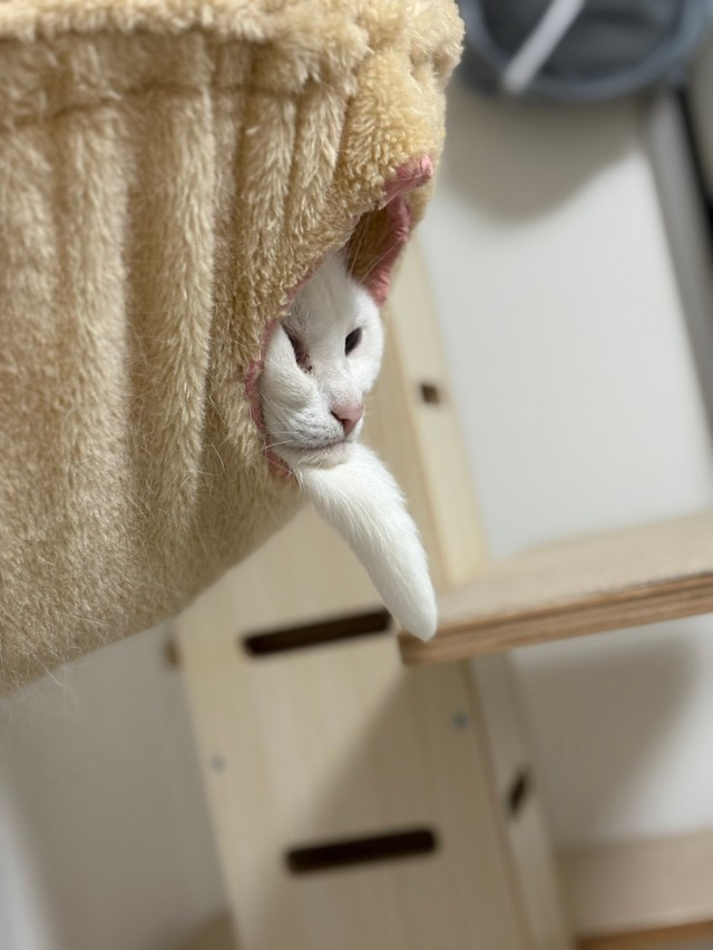 横から見る仙人のようなうにちゃん（提供：うに／ハンモックアートさん）
