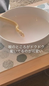 喉のところがドクドク動いています（「𝑺𝑯𝑼𝑵𝑺𝑲」さん提供、Instagramよりキャプチャ撮影）