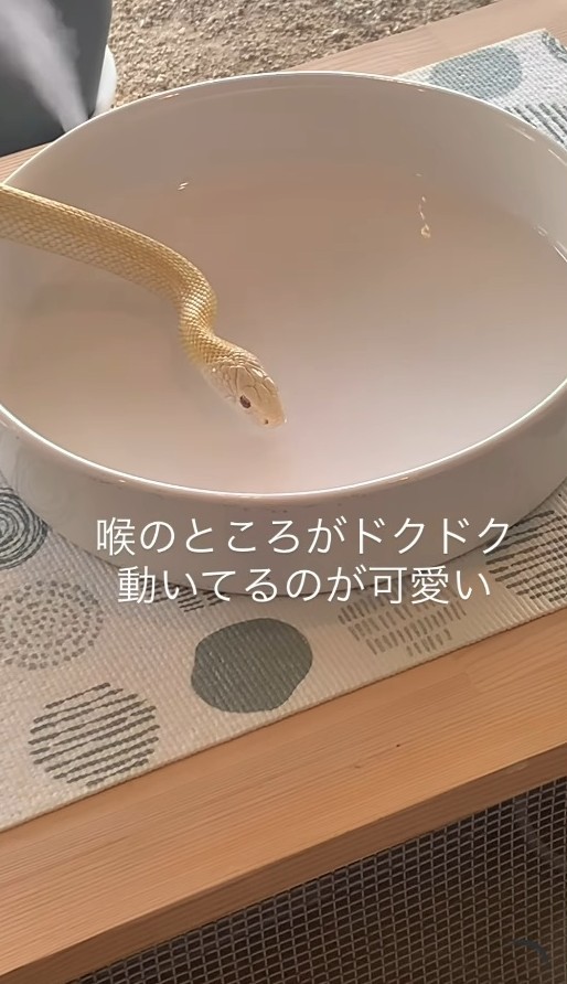 喉のところがドクドク動いています（「𝑺𝑯𝑼𝑵𝑺𝑲」さん提供、Instagramよりキャプチャ撮影）