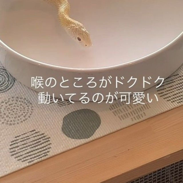 喉のところがドクドク動いています（「𝑺𝑯𝑼𝑵𝑺𝑲」さん提供、Instagramよりキャプチャ撮影）
