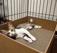 キジ白のリンちゃん。里親さんを募集中（れんげさん提供）