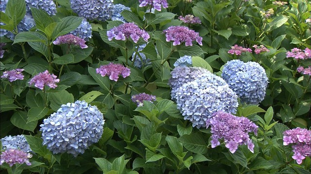初夏の花が一堂に…テーマパークにアジサイ、ユリ、バラが咲き誇る　香川・丸亀市