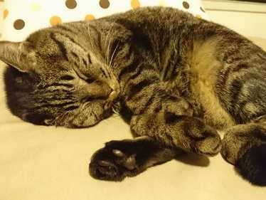 猫が出迎えに来ない　かわりに恐ろしい事件が待ち構えていた!