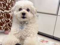飼い主さんがぽむくんを撮影しているとーー（画像提供：ぽむぽむたけおさん）