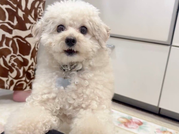 飼い主さんがぽむくんを撮影しているとーー（画像提供：ぽむぽむたけおさん）