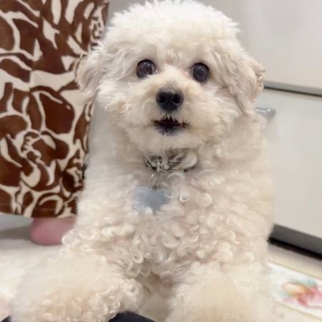 飼い主さんがぽむくんを撮影しているとーー（画像提供：ぽむぽむたけおさん）