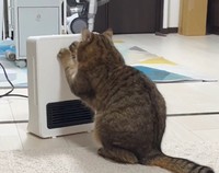 ストーブをつけてとカリカリしてアピールする猫がTwitter上で話題に(「みにら日記-MiniraDiary-」さん提供、Twitterよりキャプチャ撮影)
