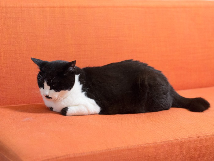 「なんか、おばちゃんが近付いてくる気配」（小林写函撮影）