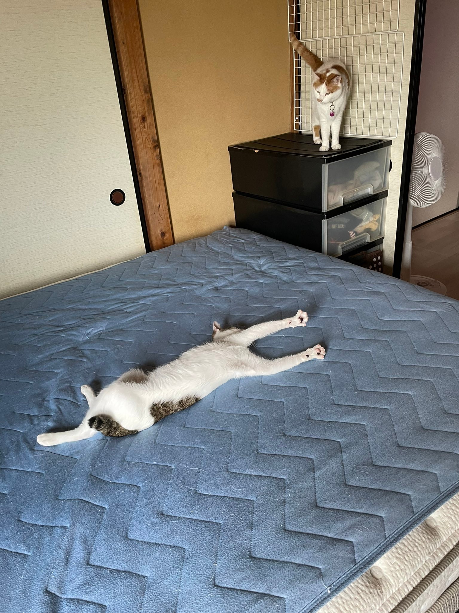 2週間前に保護した猫、めっちゃ伸びる」と保護猫の姿に爆笑