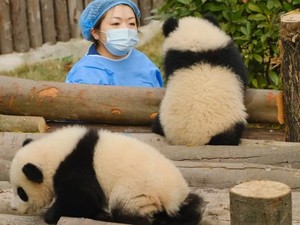 成都繁殖研究基地で唯一の外国人飼育員　阿部展子さんが語る「パンダの気持ち」と葛藤