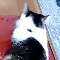 「首の後ろにドット柄がある子がいいな」。飼い主さん願いを叶えたこむぎちゃん（画像提供：きのひとまるさん）