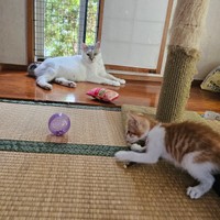 元気に遊ぶ爽太くん（画像提供：かまねこさん）