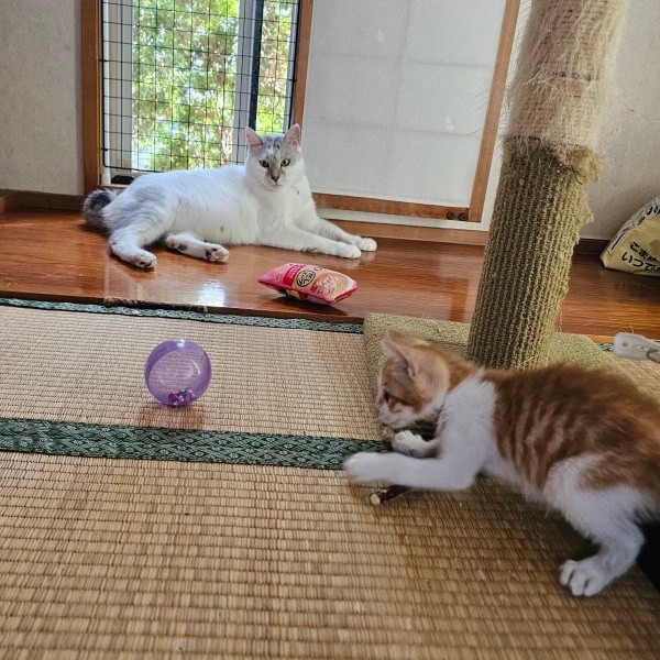 元気に遊ぶ爽太くん（画像提供：かまねこさん）