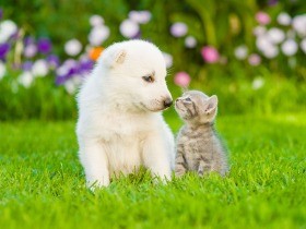 英のペットショップ、生後６カ月未満の子犬・子猫の販売禁止へ