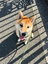 「拾い食い防止トレーニング」強化中のぱんくん。この日はカサカサ動く落ち葉も気にせずお散歩が出来たそう（画像提供：柴犬ぱん さん）