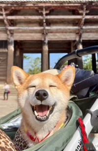 あんずちゃんは笑顔がとってもステキ♡（柴犬三姉妹の飼い主さん提供、IInstagramよりキャプチャ撮影）