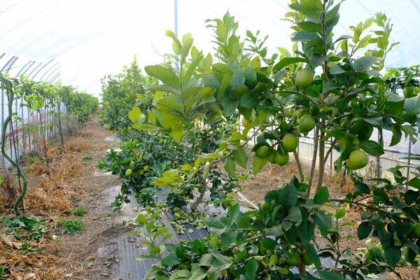 矢野さんがハウス栽培するレモン