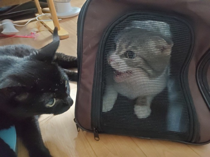 ちび（右）にシャーをされても、動じないイヌオでした（超然としてる、というかやはりちょっとボケてる気も）