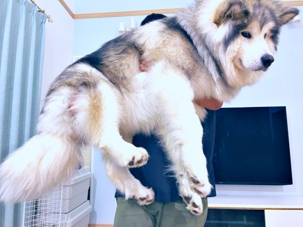 もふもふが爆発！ 体重40キログラムになったフブキくん（画像提供：アラスカンマラミュート フブキさん）