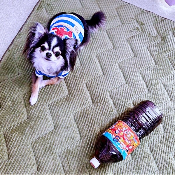 チワワのモズくんと2リットルのお茶（画像提供：うどんさんといっしょさん）