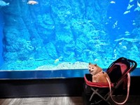 未知との遭遇？ 笑みを浮かべるゆめちゃん（画像提供：柴犬の見る夢さん）