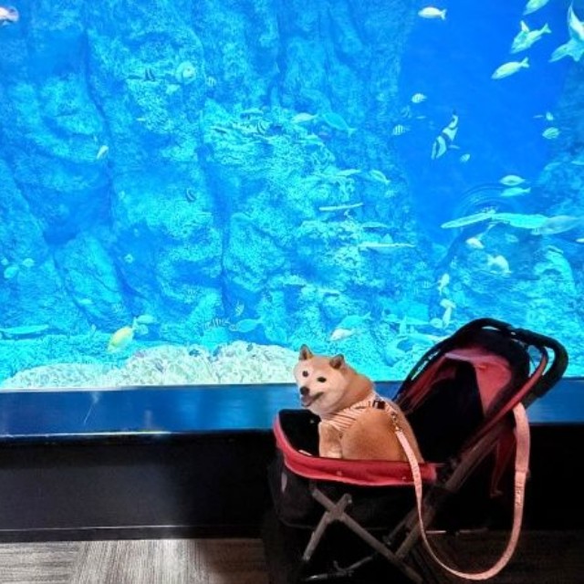 未知との遭遇？ 笑みを浮かべるゆめちゃん（画像提供：柴犬の見る夢さん）