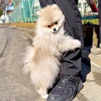 子犬時代、散歩に出ると飼い主さんの足にしがみついていたレオくん（画像提供：レオさん）