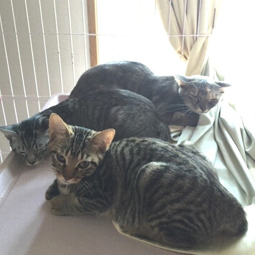 3匹揃ってひなたぼっこ