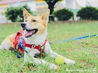 「ポンが来てくれたことで、人生に“花”が咲いたようです」と家族のお父さん