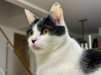 舌ペロッ！ したむすびくん（画像提供：猫のしお むすび 飼い主はろでさん）