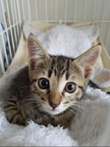 家にきたころの「まろん」