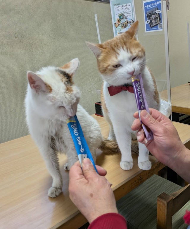 仲良くチュールタイム（提供：そば処大むら　ペタコンちゃんねるさん）