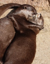 ギュギュッとチュっと。のんほいパークのカワウソ家族。か、かわいい…「いいね」押しまくるしかないですよこれは