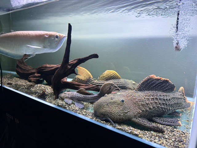飼育している魚たち/ちゃんつるさん（@chantsuru_aqua）提供