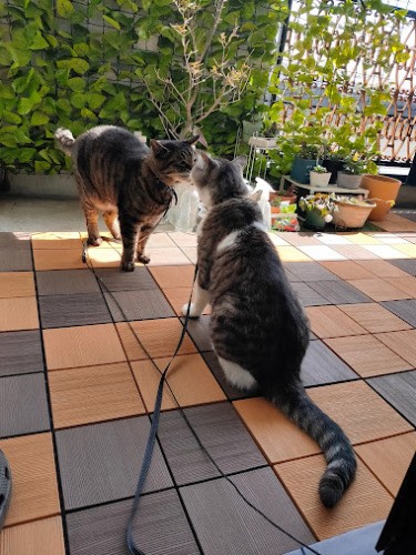 モンジが機嫌が良いとこんな感じ。この後はだいたいシャーをしますが（信之さん提供）