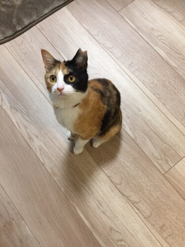 家にきたころの「ハナ」

