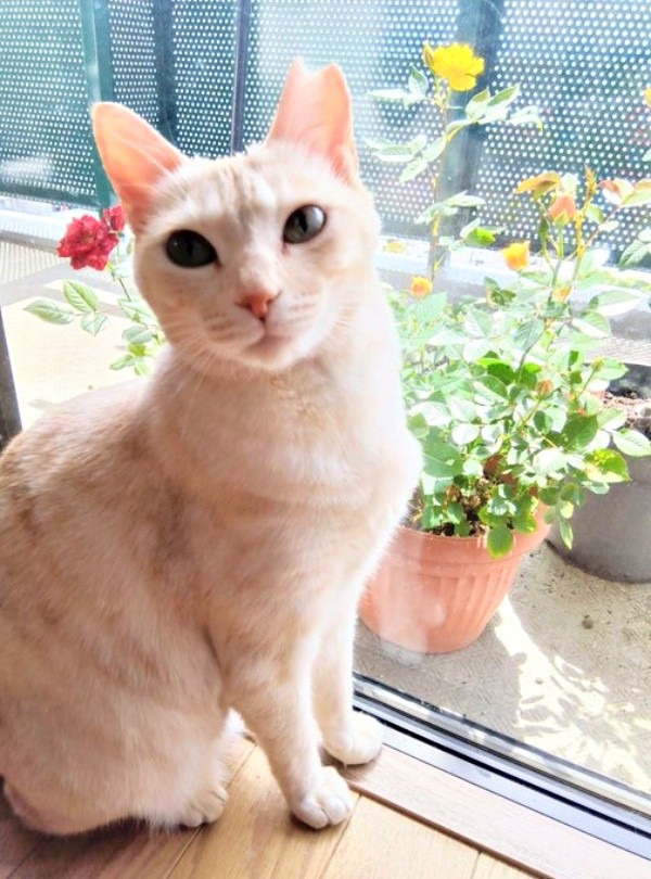 窓辺でニャルソックするアメリちゃん（画像提供：cittaちゃん）