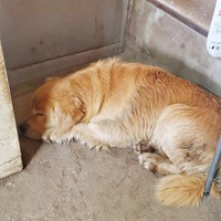 水風呂のあとはエアコンの効いた部屋で眠るひらめくん（画像提供：ZAMUNDAさん）