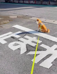 停止線からはみ出すことも…（画像提供：柴犬もも さん）
