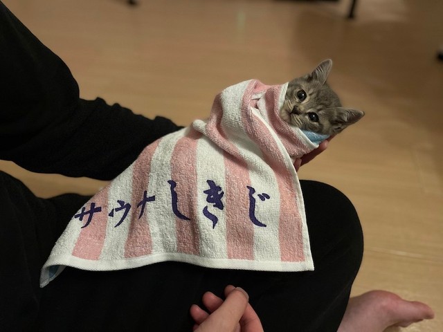 保護した子猫を飼い始めました。名前は…」納得の名づけ理由に約22万人