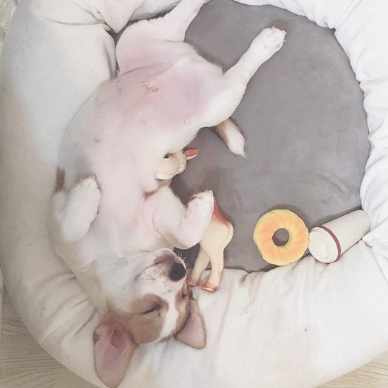 家にきたころの「EVE」