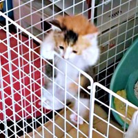 保護して2週間後。まだ猫風邪は残るものの体力が戻り、ケージから脱走するサラちゃん（画像提供：にゃさん）