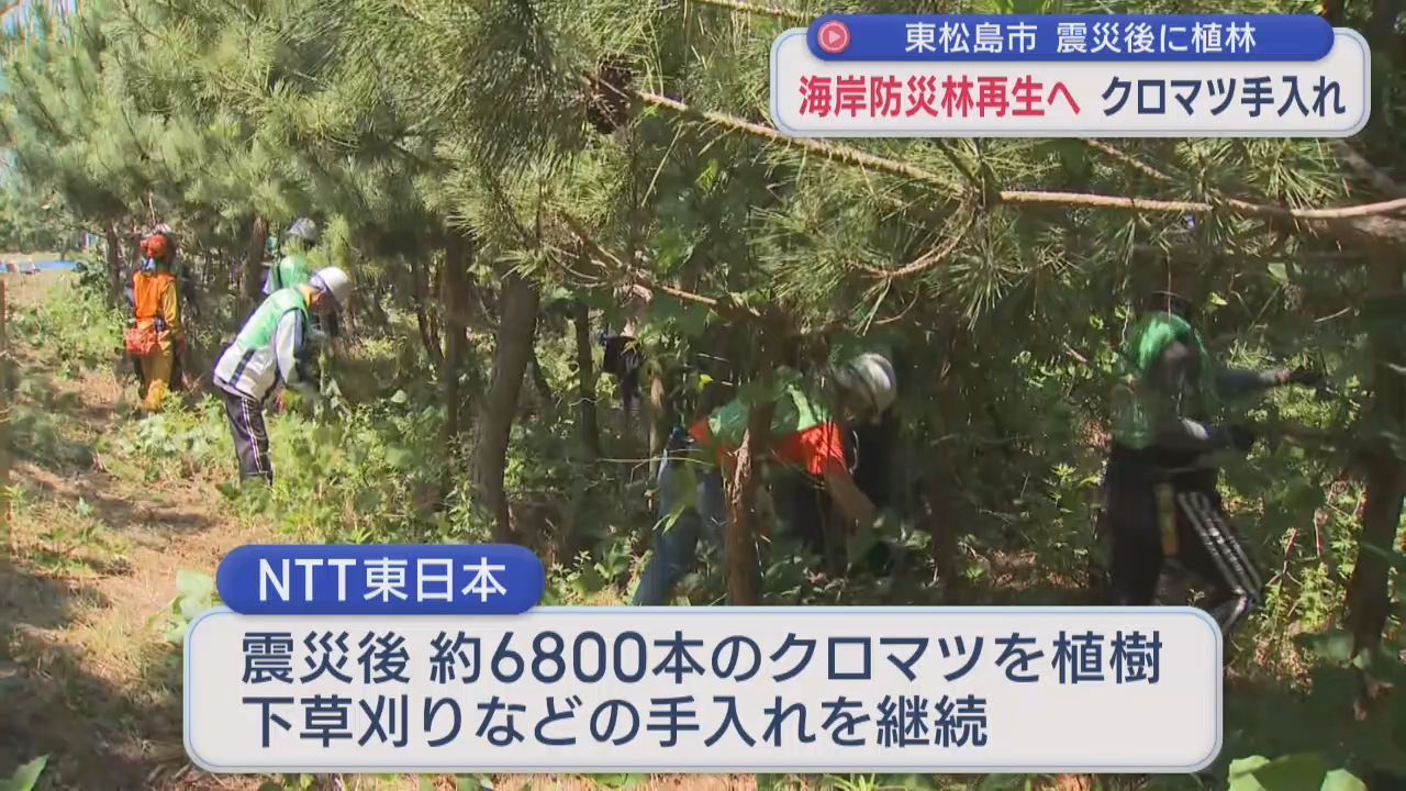 失われた海岸防災林の再生へ　植林したクロマツを手入れ　ツタや雑草を除去　宮城・東松島市