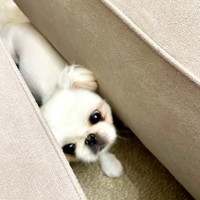 きょとん顔でこちらを見上げるなじゅちゃん（画像提供：なじゅさん）