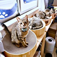 窓辺に並んだ爪研ぎボウル。一番手前で飼い主さんを見つめるれんれんくん（画像提供：キジあにゃさん）