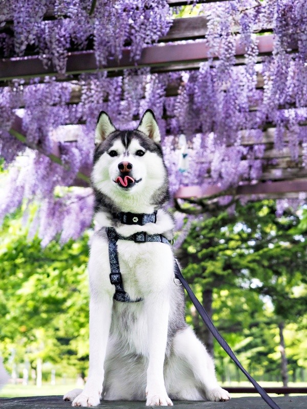 ペロッと舌が出たムイちゃん（画像提供：ムイさん）