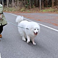 にこにこ笑顔でお散歩するグラくん（画像提供：グラ家さん）