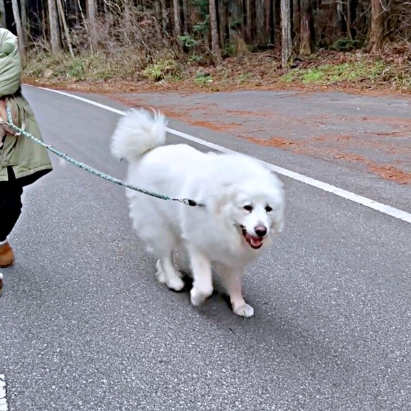 にこにこ笑顔でお散歩するグラくん（画像提供：グラ家さん）