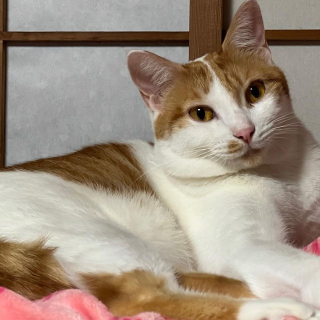 優しい顔立ちのかりんちゃん