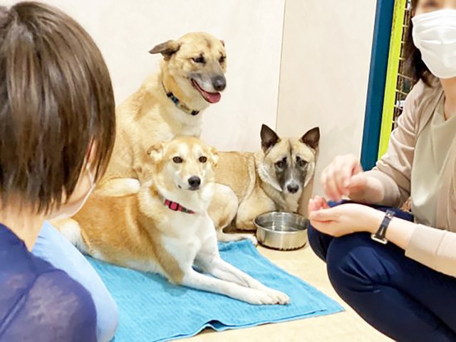 お見合いした3頭。左手前が三春